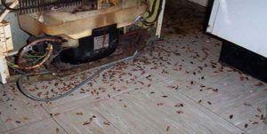 Поморить тараканов в квартире в Пскове, цены
