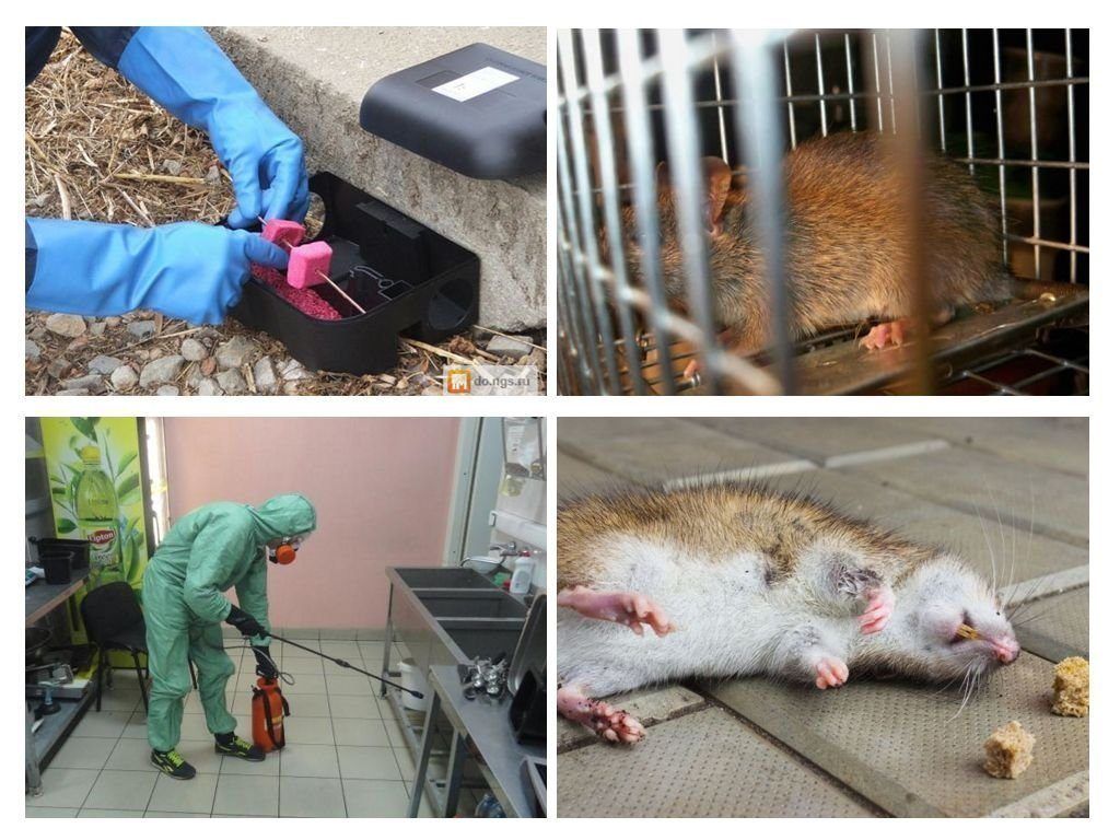 Фирма по уничтожению грызунов, крыс и мышей в Пскове