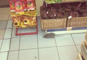 Дезинфекция от грызунов, крыс и мышей в Пскове