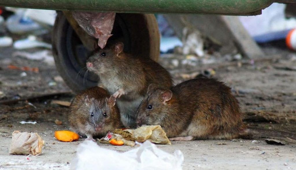 Травить грызунов крыс и мышей в Пскове