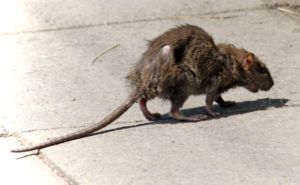 Фирма по уничтожению грызунов, крыс и мышей в Пскове