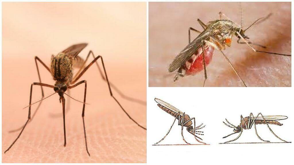 Уничтожение комаров в Пскове