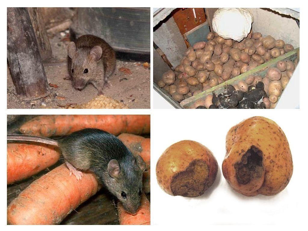 Обработка от грызунов крыс и мышей в Пскове