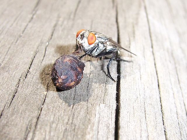 Профессиональное уничтожение мух в Пскове с гарантией
