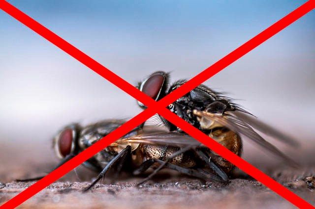 Профессиональное уничтожение мух в Пскове с гарантией