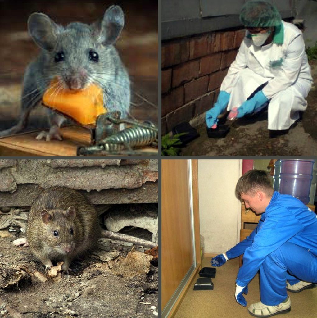 Дезинфекция от грызунов, крыс и мышей в Пскове