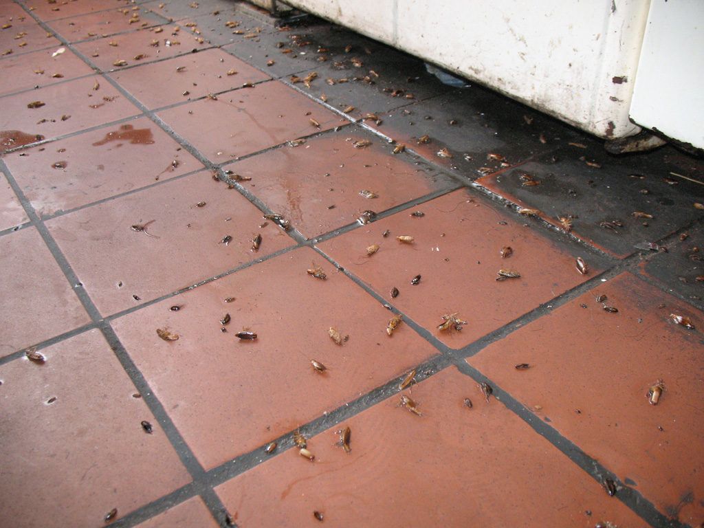 Уничтожение тараканов в квартире в Пскове 