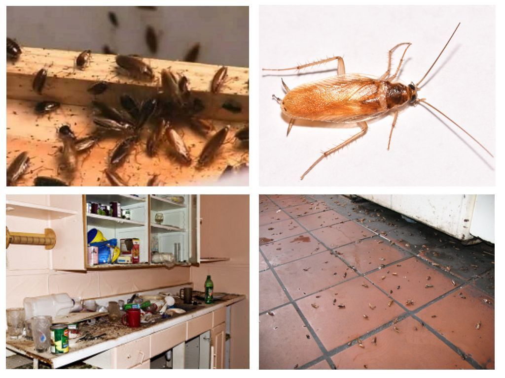 Морить тараканов в квартире в Пскове, цены