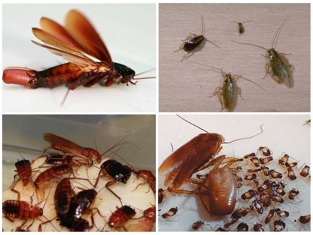 Уничтожение тараканов в квартире в Пскове 